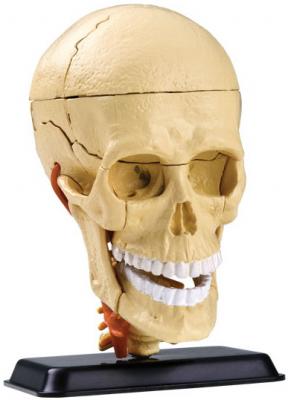 Набор EDU-TOYS SK010 Анатомический набор (голова)